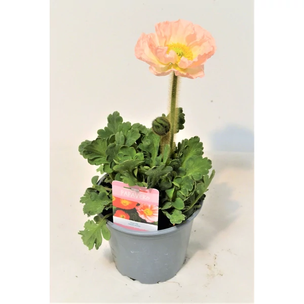 Keleti díszpipacs PAPAVER FAJTÁK SZÍNES CSERÉPBEN K1,5