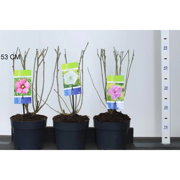 Kerti mályvacserje HIBISCUS SYRIACUS FAJTÁK 40CM K3