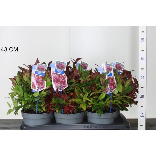 Fürtös hanga   LEUCOTHOE SCARLETTA ZEBLID 25/30 CS17