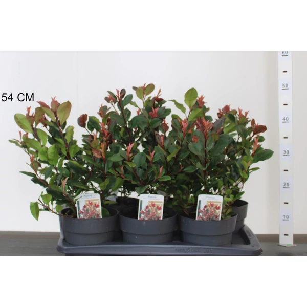 Örökzöld korallberkenye   PHOTINIA FRASERI LITTLE RED ROBIN 30/40 CS17 PHOTINIA FRASERI LITTLE RED ROBIN 25/30 K2