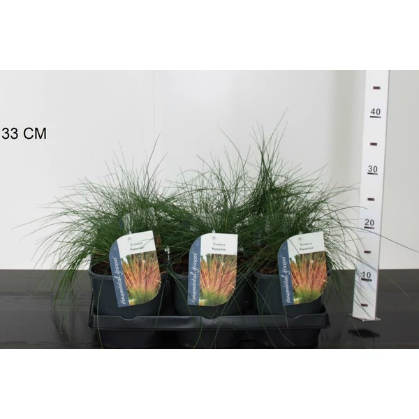 Fényperje FESTUCA SUNRISE 10/20 K2