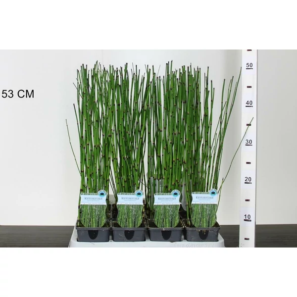 Téli zsurló EQUISETUM HYEMALE CS9