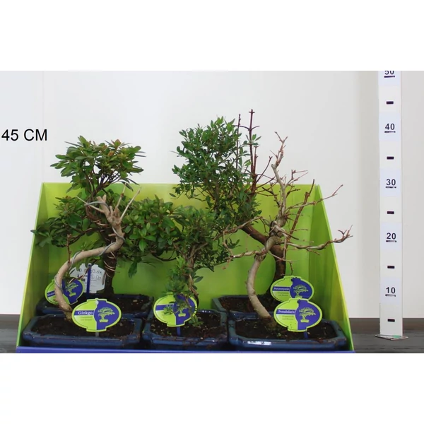 Kölönböző növények bonsai tálban BONSAI MIX 30/35 CS20