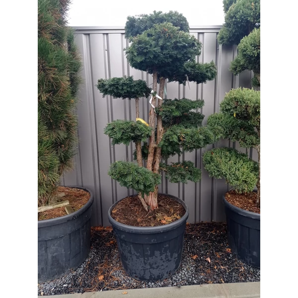 Csüngő ágú tiszafa  TAXUS BACCATA DOVASTONIANA BONSAI 125/150 K130