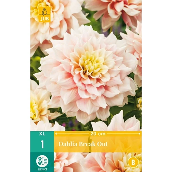 Dália VIRÁGHAGYMA DAHLIA BREAK OUT 1DB/CSOMAG JUB 100955