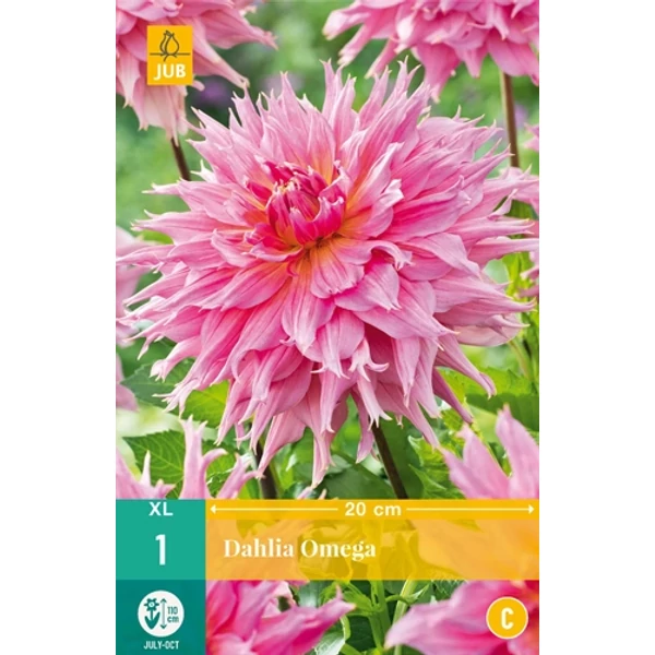 Dália VIRÁGHAGYMA DAHLIA OMEGA 1DB/CSOMAG JUB 101300