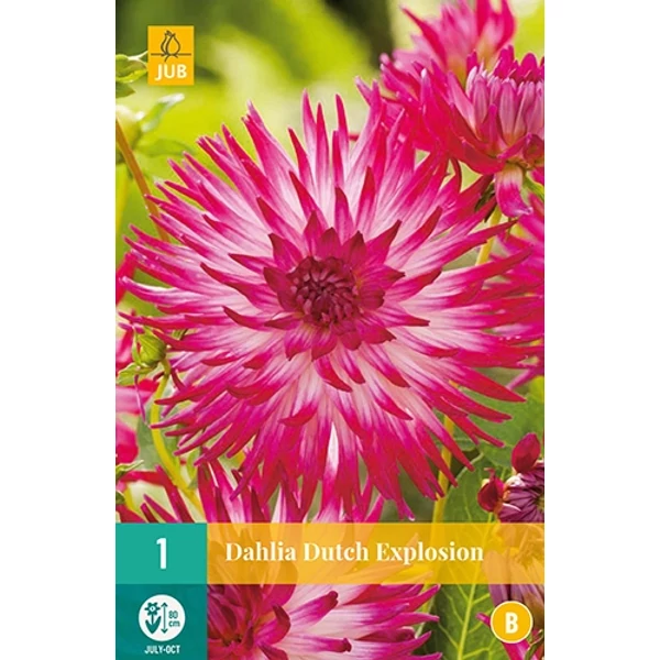 Dália VIRÁGHAGYMA DAHLIA DUTCH EXPLOSION 1DB/CSOMAG JUB 101520