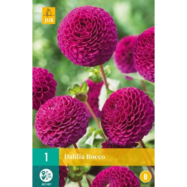 Dália VIRÁGHAGYMA DAHLIA ROCCO 1DB/CSOMAG JUB 103175