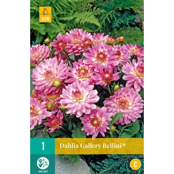 Dália VIRÁGHAGYMA DAHLIA GALLERY BELLINI 1DB/CSOMAG JUB 103495