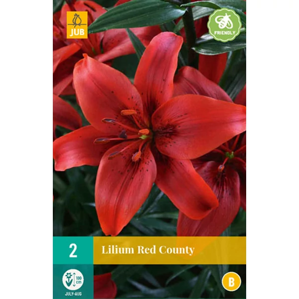 Virághagyma liliom VIRÁGHAGYMA LILIUM RED COUNTY 2DB/CSOMAG JUB 108410