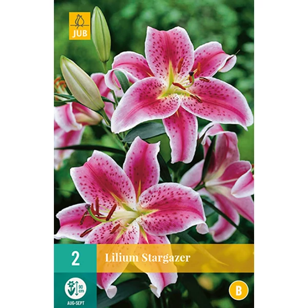 Virághagyma liliom VIRÁGHAGYMA LILIUM STARGAZER 2DB/CSOMAG JUB 108670
