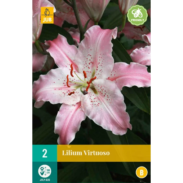 Virághagyma liliom VIRÁGHAGYMA LILIUM VIRTUOSO 2DB/CSOMAG JUB 108810