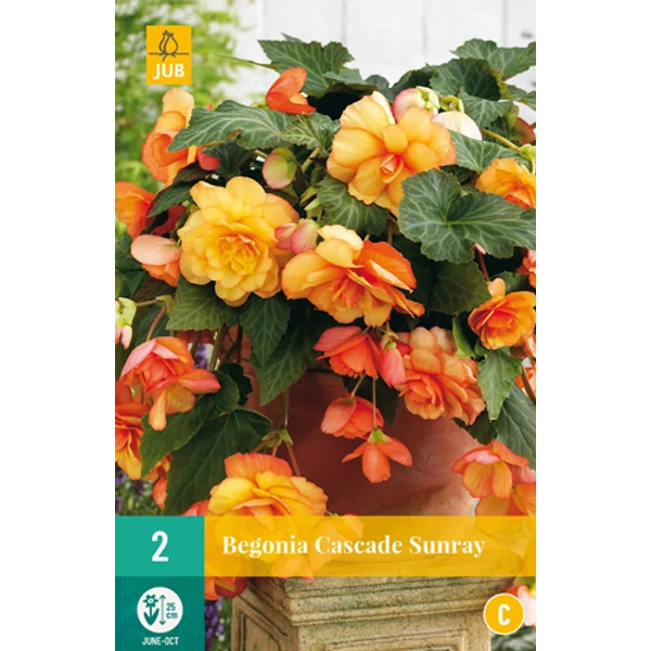 Virághagyma begónia VVIRÁGHAGYMA BEGONIA CASCADE SUNRAY 2DB/CSOMAG JUB 110251