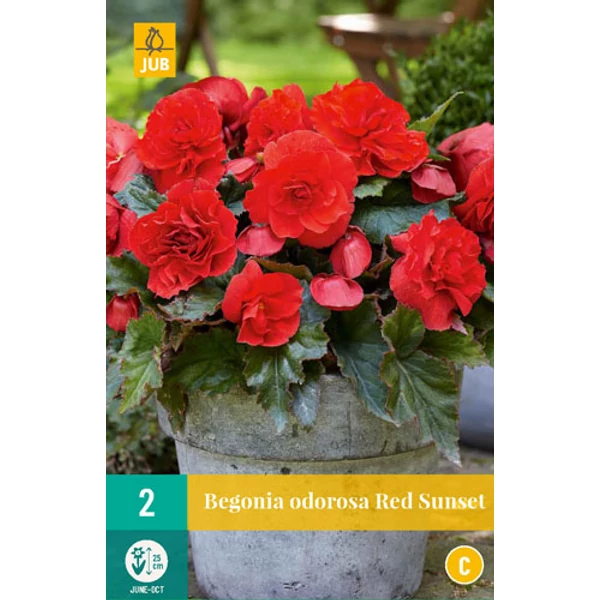 Virághagyma begónia VIRÁGHAGYMA BEGONIA CASCADE ODOROSA RED SUNSET 2DB/CSOMAG JUB 110255