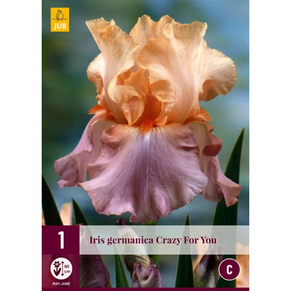 Virághagyma nőszirom VIRÁGHAGYMA IRIS GERMANICA CRAZY FOR YOU 1DB/CSOMAG JUB 125320