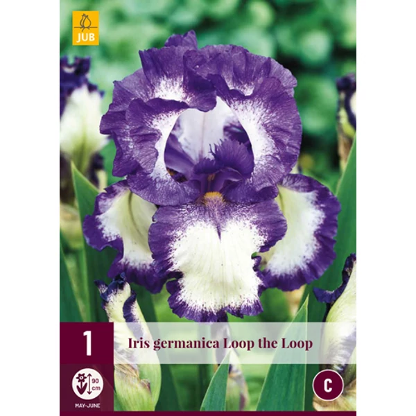 Virághagyma nőszirom VIRÁGHAGYMA IRIS GERMANICA LOOP THE LOOP 1DB/CSOMAG JUB 125450