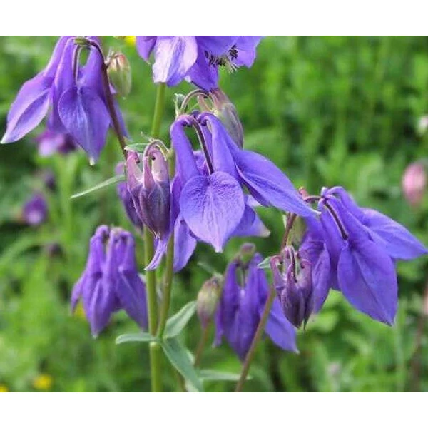 Kerti harangláb AQUILEGIA VULGARIS 25/35 CS13