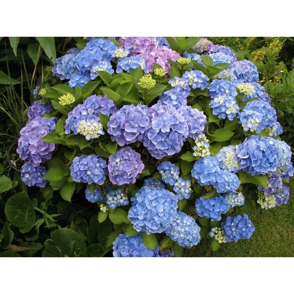 Kerti hortenzia   HYDRANGEA MACROPHYLLA MIX 5-7 CS14