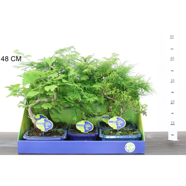Kölönböző növények bonsai tálban BONSAI MIX 30/35 CS20