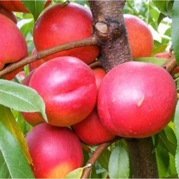 Andosa nektarin PRUNUS PERSICA NUCIPERSICA ANDOSA K10