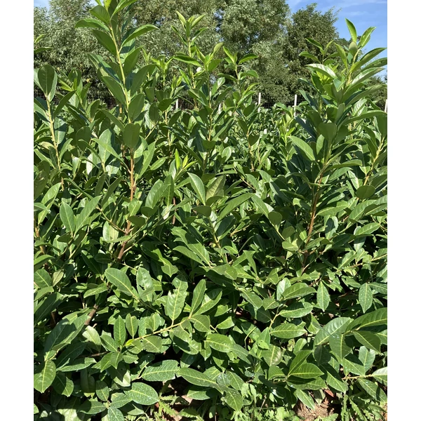 Közönséges babérmeggy PRUNUS LAUROCERASUS REYNVANII 100/125*