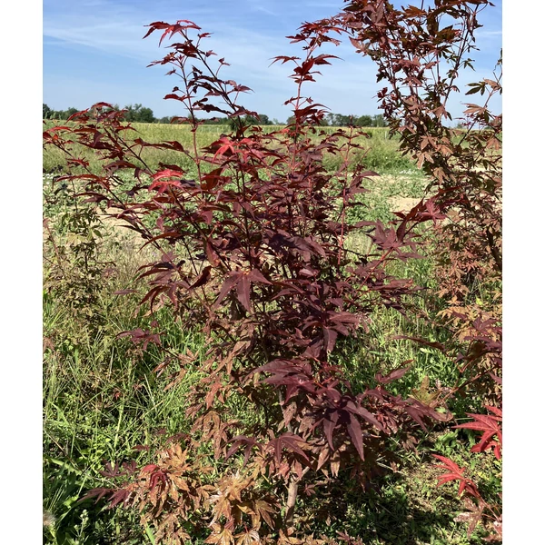 Japán juhar ACER PALMATUM ATROPURPUREUM 80/100*