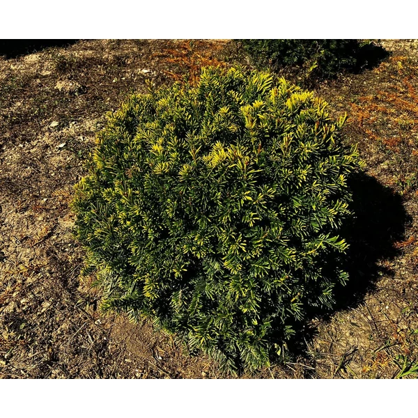 Sárgalombú tiszafa TAXUS BACCATA SEMPERAUREA GÖMBRE NYÍRT 40/50* 