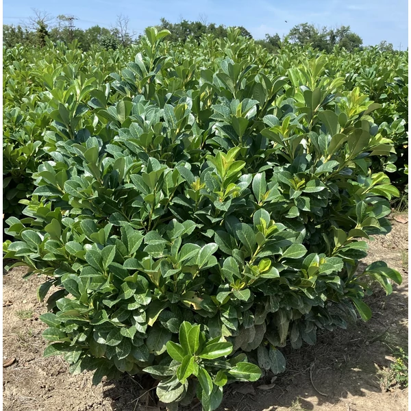 Közönséges babérmeggy PRUNUS LAUROCERASUS ETNA 100/125*