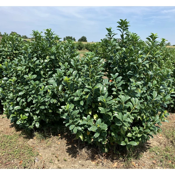 Babérmeggy PRUNUS LAUROCERASUS ANNY 125/150*