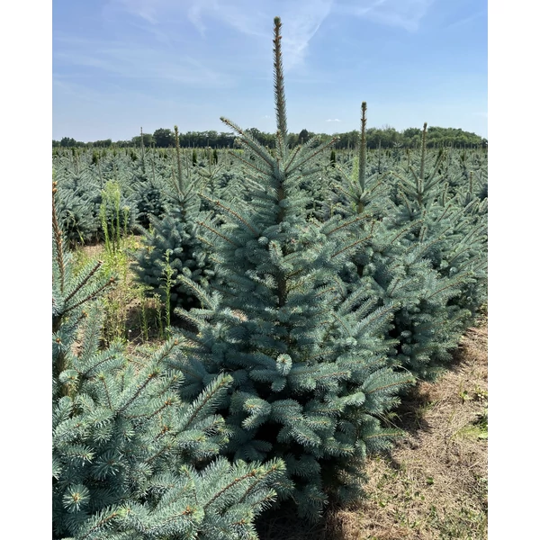 Ezüstfenyő PICEA PUNGENS SUPER BLUE SEEDLING 125/150*