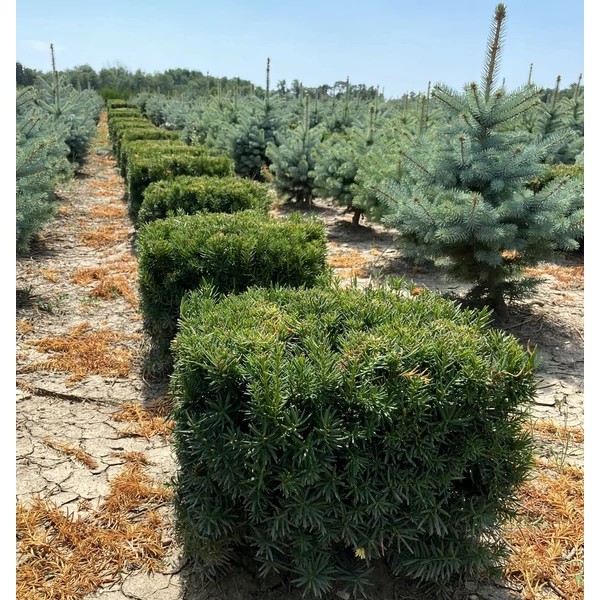 Közönséges tiszafa TAXUS MEDIA FARMEN KOCKÁRA NYÍRT 40×40×40*