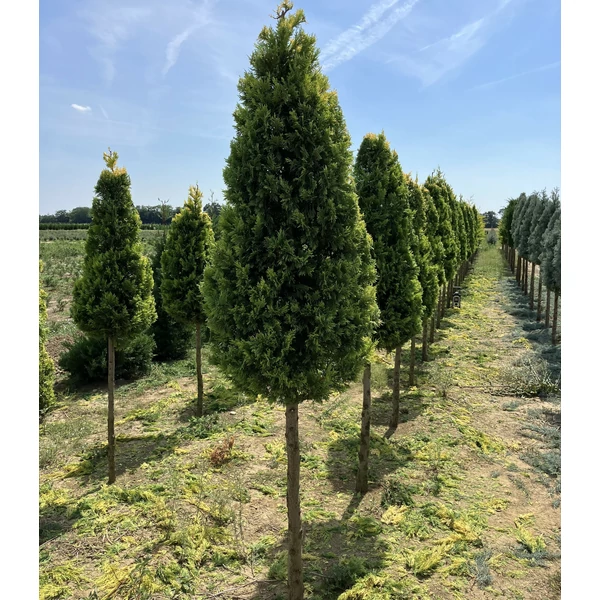 Arany lombú leyland ciprus CUPRESSOCYPARIS LEYLANDII GOLD RIDER T1/2 KÚP*