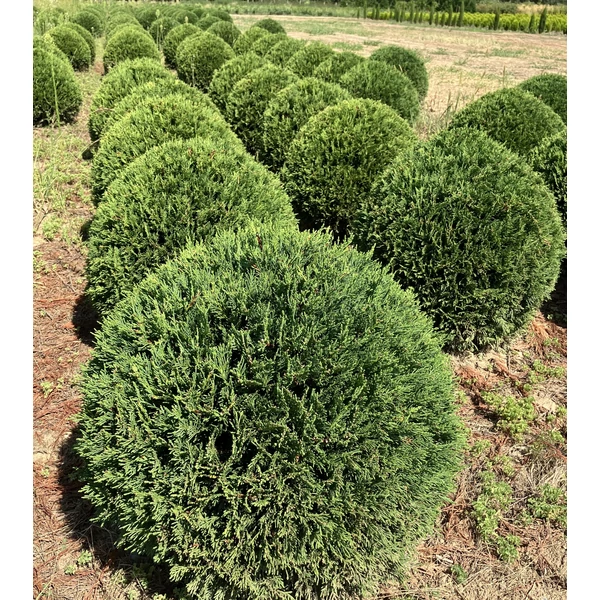 Leyland ciprus CUPRESSOCYPARIS LEYLANDII GÖMBRE NYÍRT 60/70* 