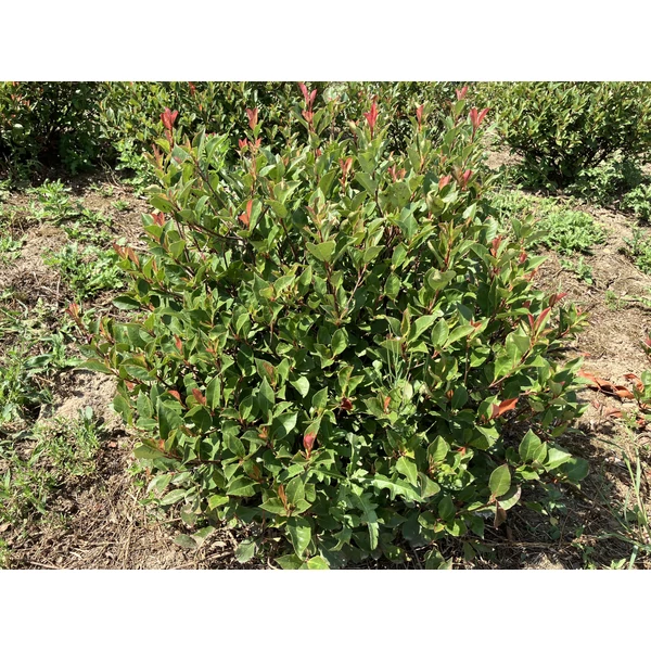 Örökzöld korallberkenye PHOTINIA FRASERI NANA 60/80*