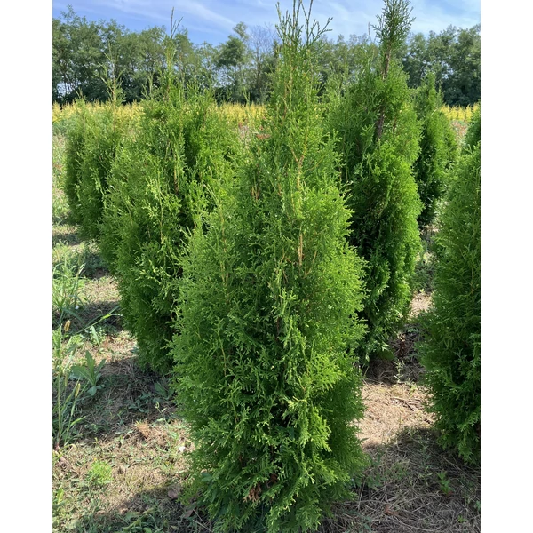 Brabant tuja THUJA OCCIDENTALIS KING OF BRABANT 125/150*