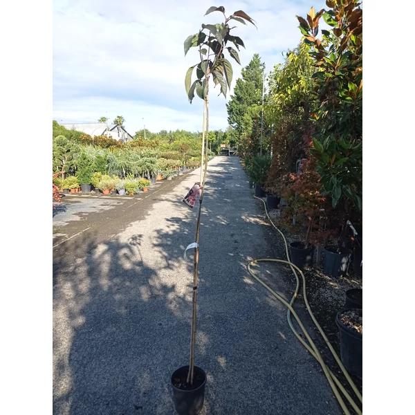 Vöröslevelű díszcseresznye   PRUNUS SERRULATA ROYAL BURGUNDY T140/160 K6