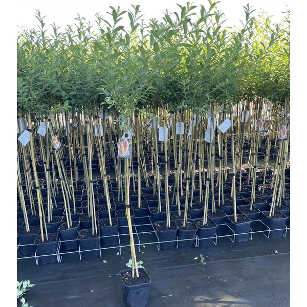 Rózsaszín barkafűz SALIX GRACILISTYLA MOUNT ASO T150 K5