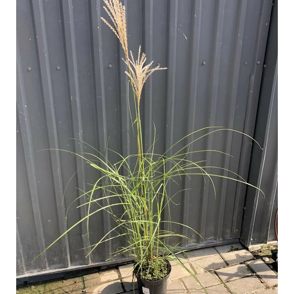 Molnárpántlika MISCANTHUS SINENSIS FERNER OSTEN K2