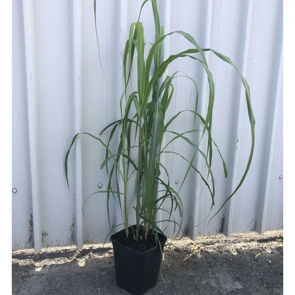 Molnárpántlika MISCANTHUS SINENSIS MEMORY K5