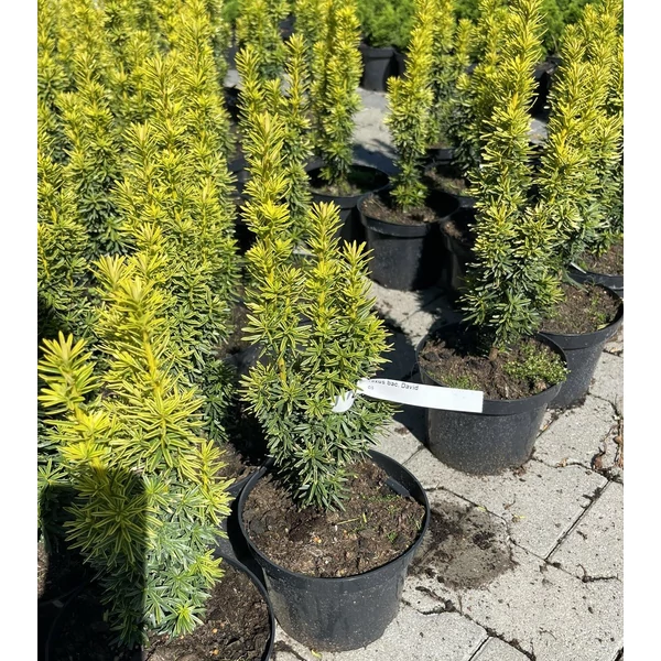 Arany oszlopos tiszafa TAXUS BACCATA DAVID K2