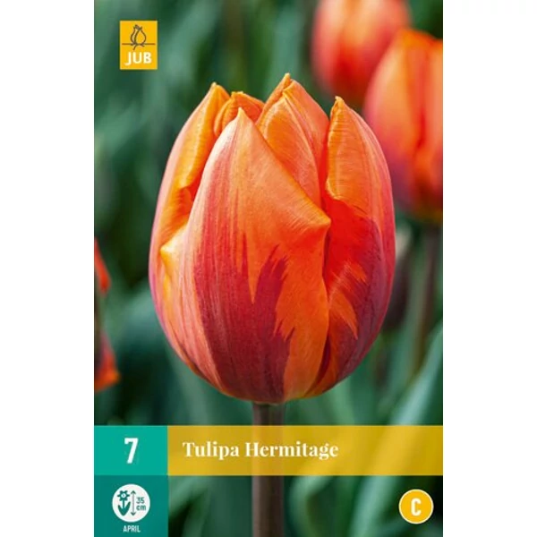Tulipán VIRÁGHAGYMA TULIPS HERMITAGE 7DB/CSOMAG JUB 301764