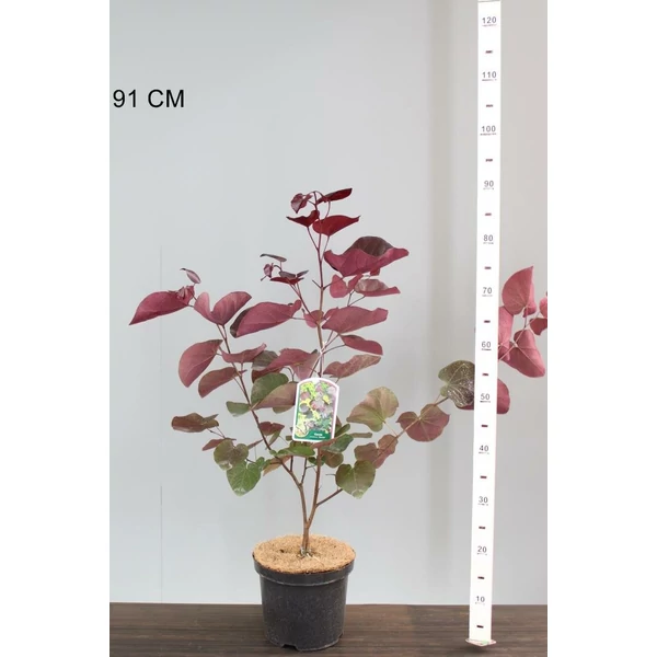 Kínai júdásfa   CERCIS CHINENSIS MERLOT 40/60 K4