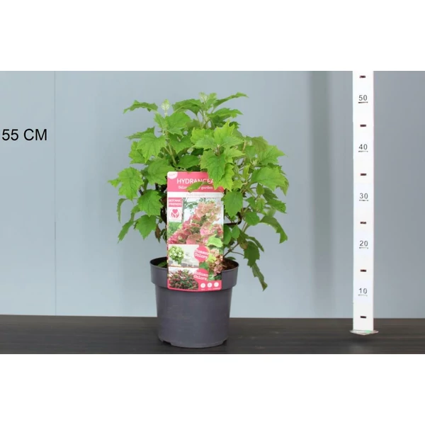 Tölgylevelű hortenzia  HYDRANGEA QUERCIFOLIA RUBY SLIPPERS 25/30 K3