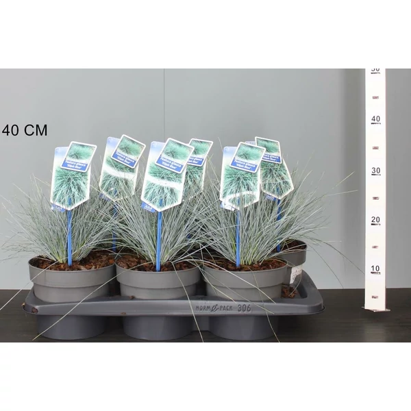 Fényperje  FESTUCA GLAUCA ELIJAH BLUE CS17
