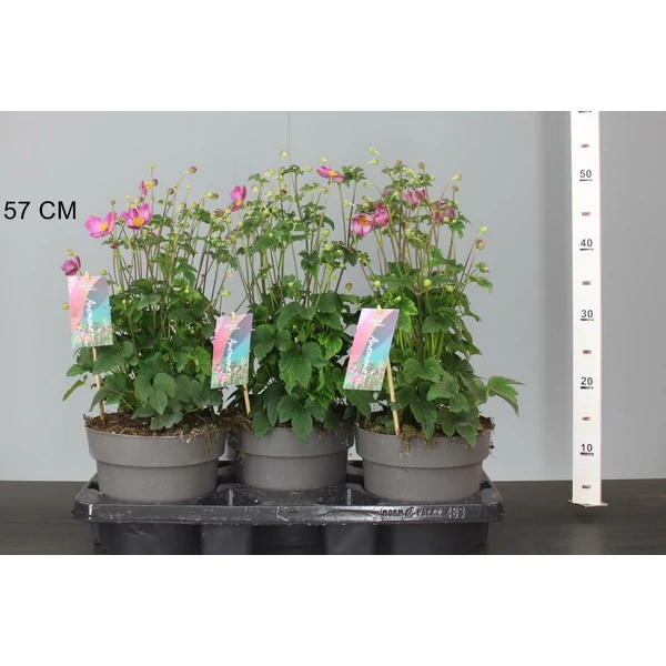 Szellőrózsa  ANEMONE FANTASY JASMINE CS19