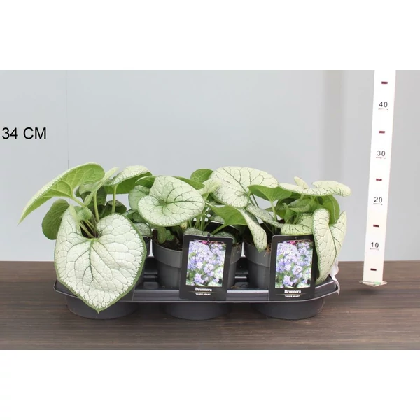 Kaukázusi nefelejcs BRUNNERA MACROPHYLLA JACK FROST K1,5