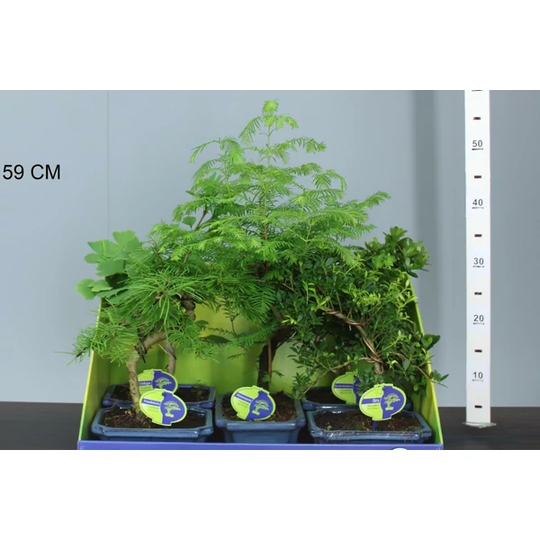 Kölönböző növények bonsai tálban BONSAI MIX 30/35 CS20