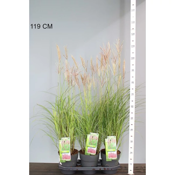 Kínai virágosnádMISCANTHUS SINENSIS RED CHIEF 80/100 K3,5