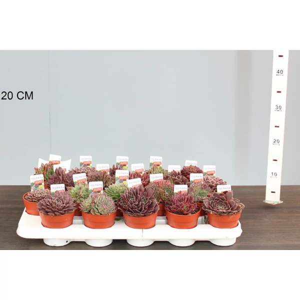 Kövirózsa SEMPERVIVUM FAJTÁK CS9