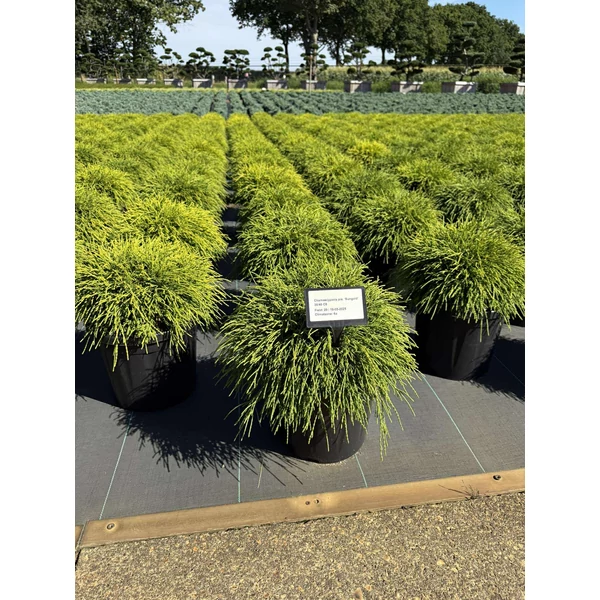 Aranyszínű szavára hamisciprus  CHAMAECYPARIS PISIFERA SUNGOLD 30/40 K8